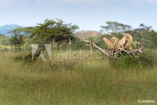 Picture of Mother Cheetah and her cubs resting on a felled tree whilst onlooking for prey Serengeti Tanzania Africa
